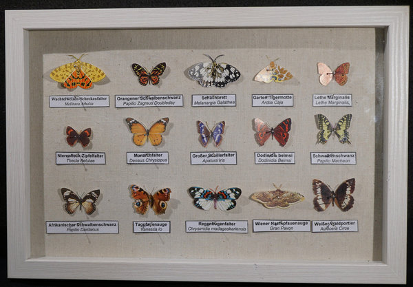 Lepidoptera Philatelis - Schmetterlingskasten aus Briefmarken 006