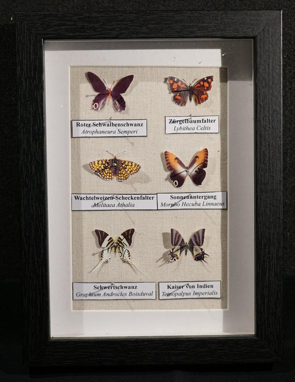 Lepidoptera Philatelis - Schmetterlingskasten aus Briefmarken 015