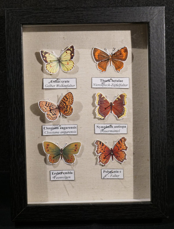 Lepidoptera Philatelis - Schmetterlingskasten aus Briefmarken 014