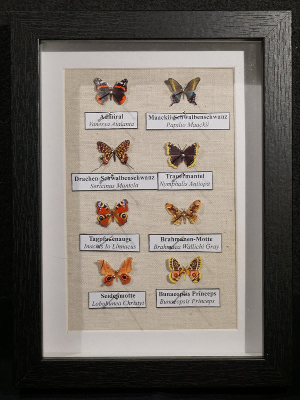 Lepidoptera Philatelis - Schmetterlingskasten aus Briefmarken 023